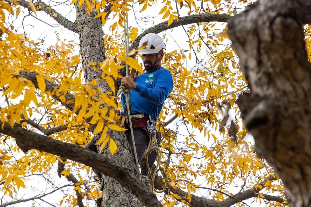 Skilled Storm Damage Cleanup crew working in Harrison
