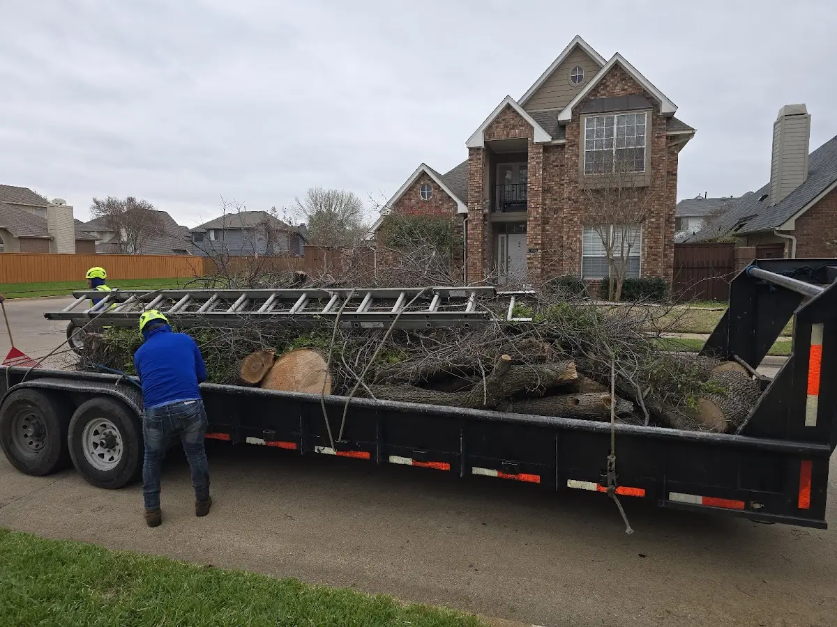 Expert Tree Pest Control with proper safety equipment in Harrison